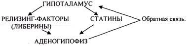 Является ИММУНОМОДУЛЯТОРОМ - student2.ru