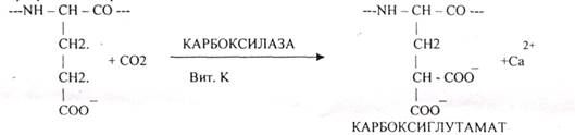 Является КОФАКТОРОМ карбоксилирования ГЛУ в протромбине, т.е. необходим для его поевпашения в тромбин - student2.ru