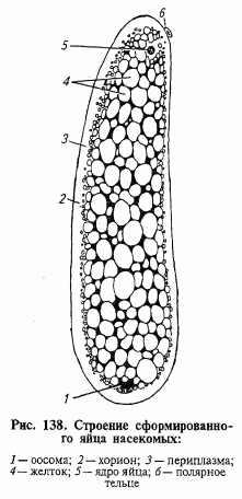Яйце, його будова, форми і характер відкладання яєць - student2.ru