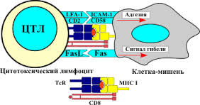 Эффекторные механизмы клеточного иммунного ответа: Характеристика Т-специфического иммунного киллинга клеток-мишеней - student2.ru