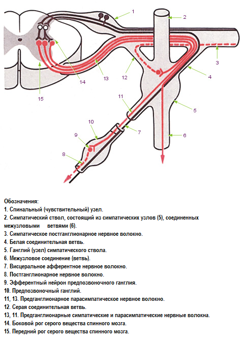 Эфферентный (двигательный) путь. - student2.ru