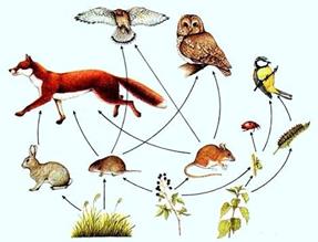 Экология – это наука о взаимоотношениях живых существ между собой и с окружающей их природой, о структуре и функционировании надорганизменных систем - student2.ru
