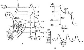 Электрическая активность клеток миокарда - student2.ru