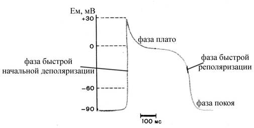 Электрофизиологические характеристики миокардиальных клеток - student2.ru