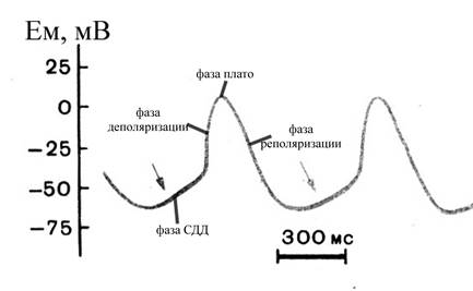 Электрофизиологические характеристики миокардиальных клеток - student2.ru