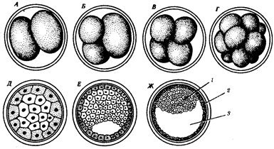 Эмбриогенез (дробление, гаструляция, органогенез, гистогенез) - student2.ru