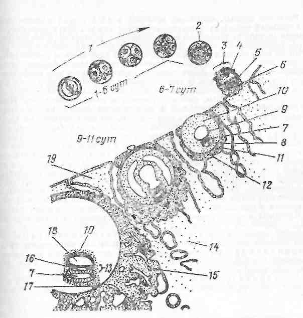 эмбриология человека и других млекопитающих - student2.ru