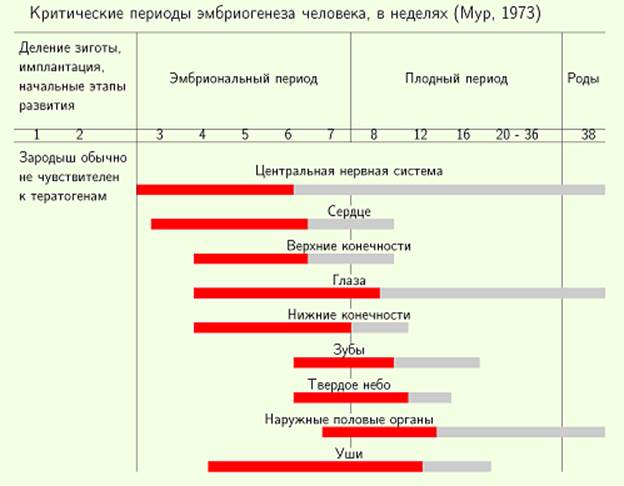 эмбриональная индукция - student2.ru