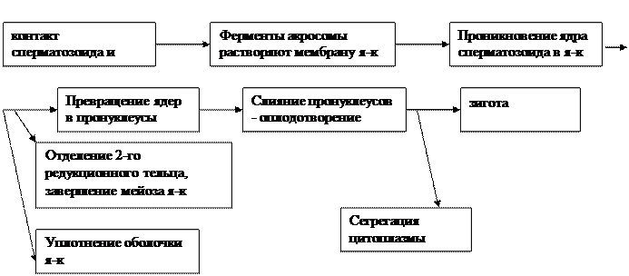 эмбриональная индукция - student2.ru