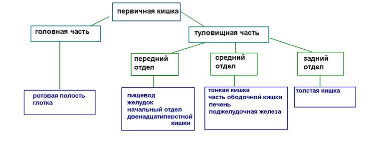 Эмбриональное развитие пищеварительной системы - student2.ru