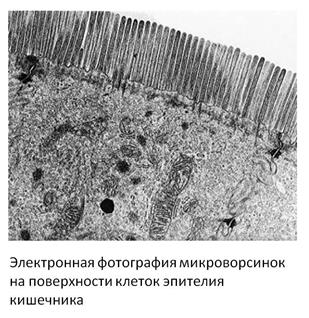 Эмбриональное развитие пищеварительной системы - student2.ru