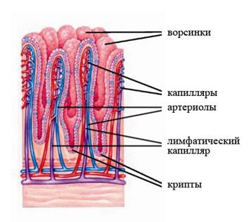 Эмбриональное развитие пищеварительной системы - student2.ru