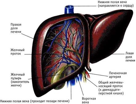 Эмбриональное развитие пищеварительной системы - student2.ru