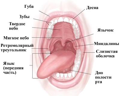 Эмбриональное развитие пищеварительной системы - student2.ru