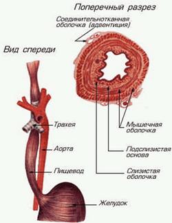 Эмбриональное развитие пищеварительной системы - student2.ru