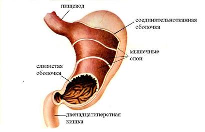 Эмбриональное развитие пищеварительной системы - student2.ru