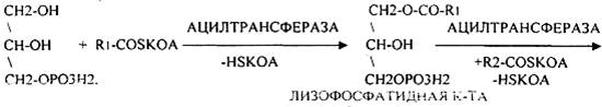 Эмульгируют пищевые жиры - student2.ru