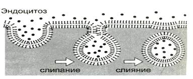 Эндоцитоз.(фагоцитоз,пиноцитоз,рецепторно-опосредованный эндоцитоз) - student2.ru