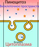 Эндоцитоз.(фагоцитоз,пиноцитоз,рецепторно-опосредованный эндоцитоз) - student2.ru