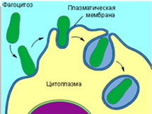 Эндоцитоз.(фагоцитоз,пиноцитоз,рецепторно-опосредованный эндоцитоз) - student2.ru