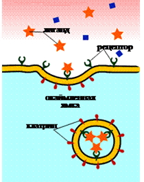 Эндоцитоз.(фагоцитоз,пиноцитоз,рецепторно-опосредованный эндоцитоз) - student2.ru