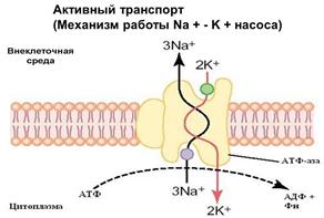 Эндоцитоз.(фагоцитоз,пиноцитоз,рецепторно-опосредованный эндоцитоз) - student2.ru