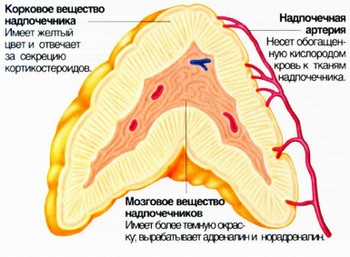 Эндокриндік ағзалардың жіктелуі - student2.ru