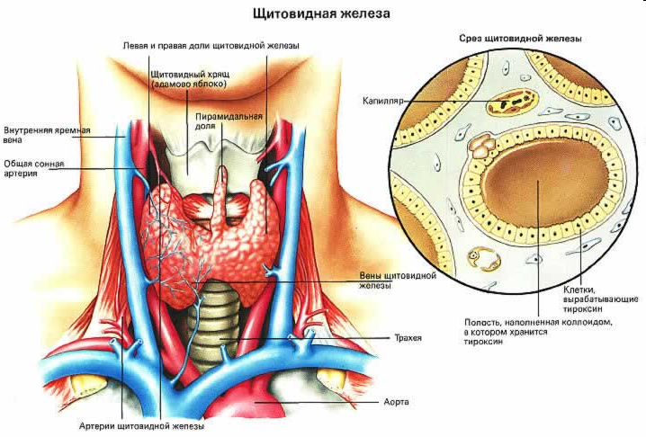 Эндокриндік ағзалардың жіктелуі - student2.ru