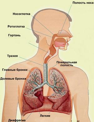 Эндокринная часть половых желез - student2.ru