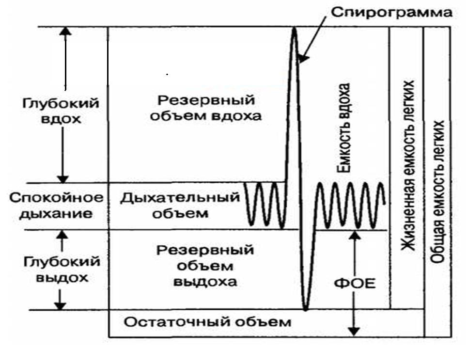 Эндокринная часть половых желез - student2.ru