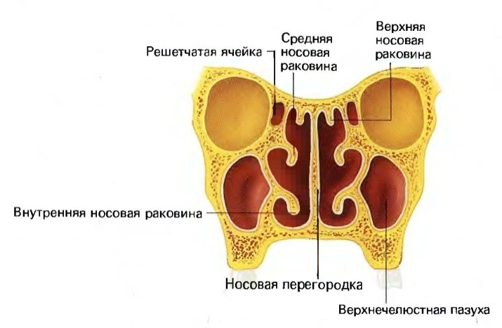 Эндокринная часть половых желез - student2.ru