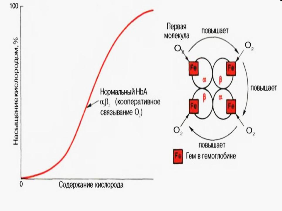 Эндокринная часть половых желез - student2.ru