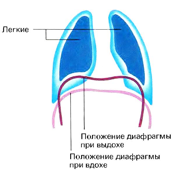 Эндокринная часть половых желез - student2.ru