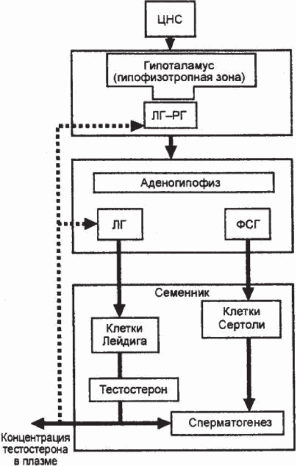 Эндокринная регуляция мужской репродуктивной системы - student2.ru