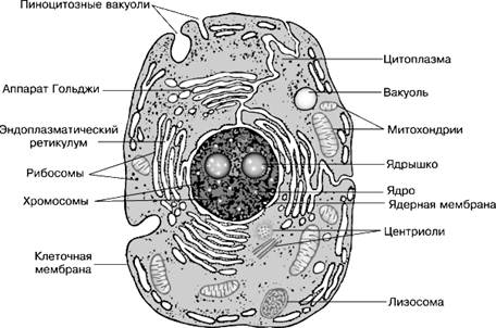 Энергетическая (резервная) функция - student2.ru