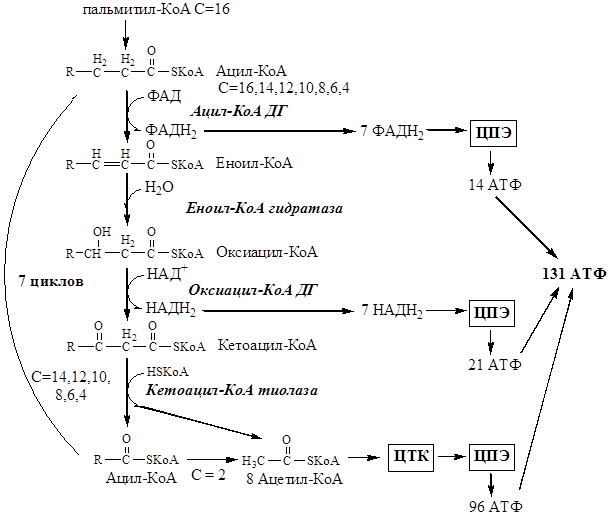 Энергетический баланс окисления насыщенных ЖК - student2.ru