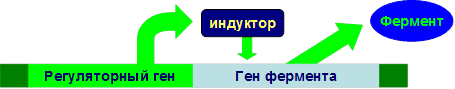 Энзимопатии: понятие, классификация, молекулярные причины возникновения и механизмы развития, последствия, биохимическая диагностика - student2.ru