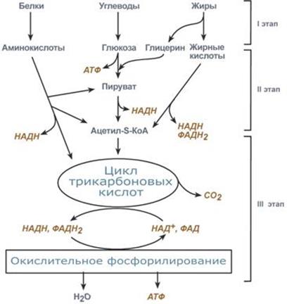 Этапы катаболизма. Биологическое окисление (тканевое дыхание). Особенности биологического окисления - student2.ru