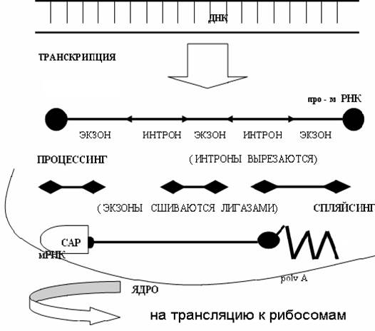 Этапы реализации генетической информации. Транскрипция. Процессинг - student2.ru