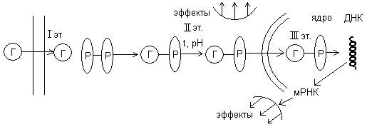 Этапы внутриклеточной рецепции - student2.ru