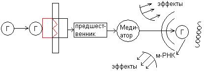 Этапы внутриклеточной рецепции - student2.ru