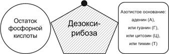 Структурные уровни биологической организации материи - student2.ru
