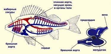 Эволюция кровеносной системы позвоночных животных - student2.ru