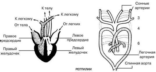 Эволюция кровеносной системы позвоночных животных - student2.ru