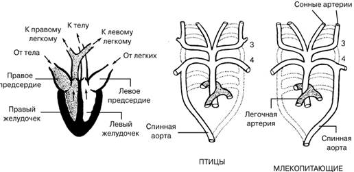 Эволюция кровеносной системы позвоночных животных - student2.ru
