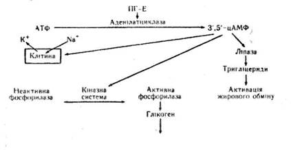 З-Метокси-4-гідрооксимигдалева кислота - student2.ru