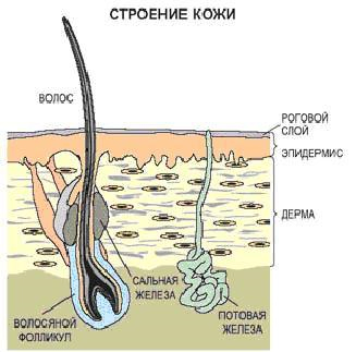 Заболевания органов выделения - student2.ru