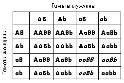 Задачи для самостоятельного решения. 6. У человека ген дальнозоркости доминирует над геном нормального зрения - student2.ru