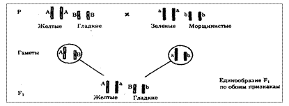 Закономерности независимого наследования двух и более признаков. Виды взаимодействия неаллельных генов - student2.ru