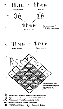 Закономерности независимого наследования двух и более признаков. Виды взаимодействия неаллельных генов - student2.ru